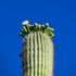 Saguaro Desert Cactus Southwest Print #2